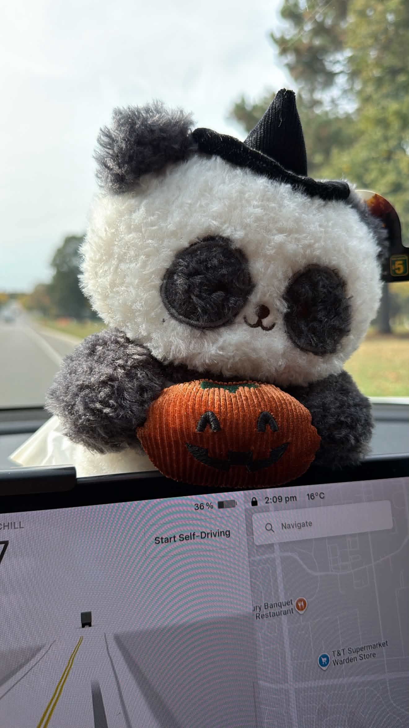 Panda plushy in a witch hat holding a pumpkin on the car dashboard